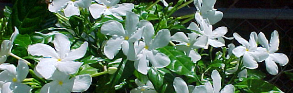 Flora and founa in North Cyprus